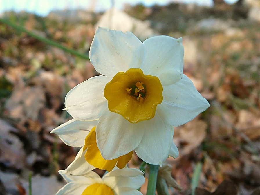 Narcissus tazetta
